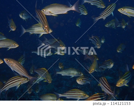 神子元島のイサキの群れ 114121153