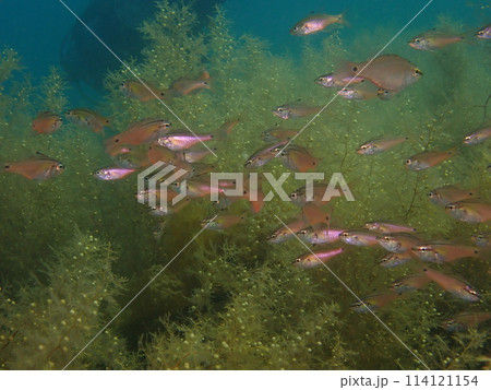 海藻とネンブツダイの群れ 114121154