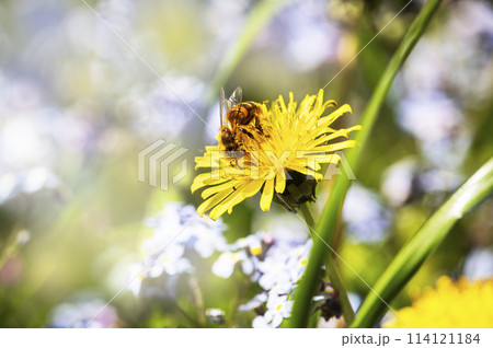 Close-up of a bee with pollen on a dandelion flower. Summer background, summer concept 114121184