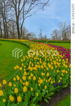 オランダ　キューケンホフ公園　春の花満開 114121257