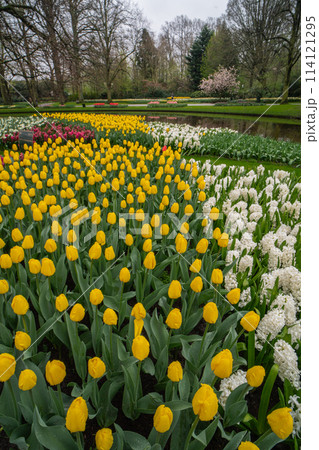 オランダ キューケンホフ公園 春の花満開 オランダ キューケンホフ公園 春の花満開 114121295
