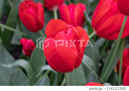 オランダ　キューケンホフ公園　春の花満開 114121300