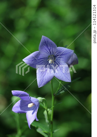 秋の七草の一つの花 114121314