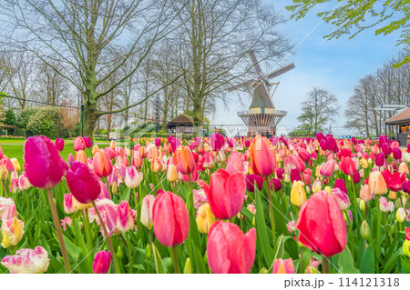 オランダ　キューケンホフ公園　春の花満開 114121318
