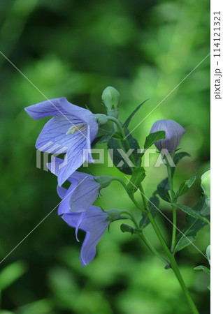 秋の七草の一つの花 秋の七草の一つの花 114121321