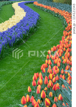 オランダ キューケンホフ公園 春の花満開 オランダ キューケンホフ公園 春の花満開 114121343