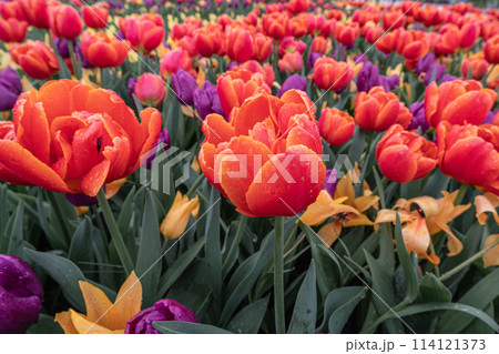 オランダ キューケンホフ公園 春の花満開 オランダ キューケンホフ公園 春の花満開 114121373