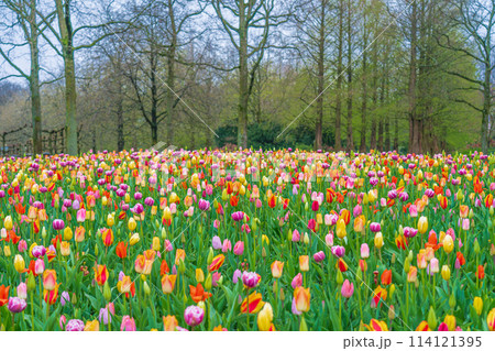 オランダ　キューケンホフ公園　春の花満開 114121395