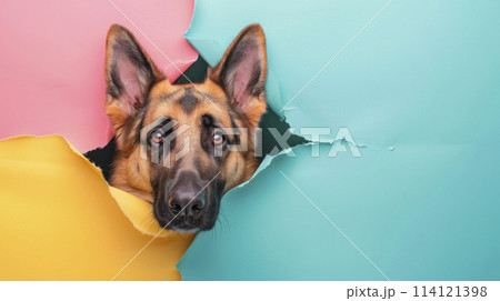 An adorable German shepherd dog is sticking its head through a hole in the torn color paper. 114121398