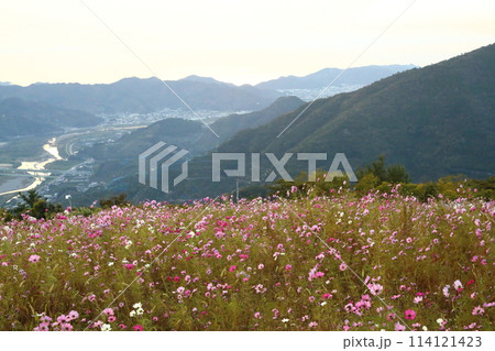 鷲ヶ峰コスモスパーク 114121423