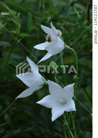 秋の七草の一つの花 秋の七草の一つの花 114121587