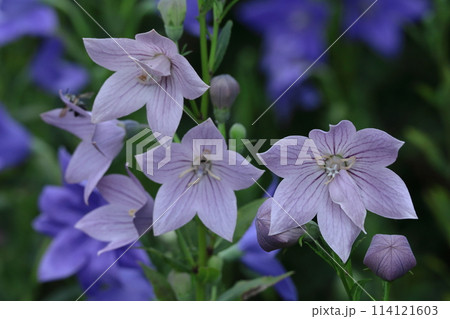 秋の七草の一つの花 114121603