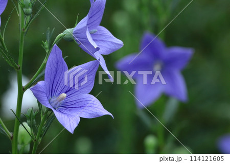 秋の七草の一つの花 114121605