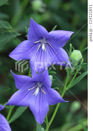 秋の七草の一つの花 秋の七草の一つの花 114121651