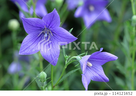 秋の七草の一つの花 114121652