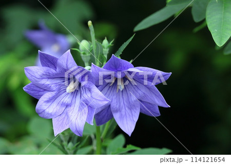 秋の七草の一つの花 秋の七草の一つの花 114121654