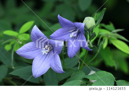 秋の七草の一つの花 秋の七草の一つの花 114121655