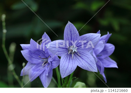 秋の七草の一つの花 114121660