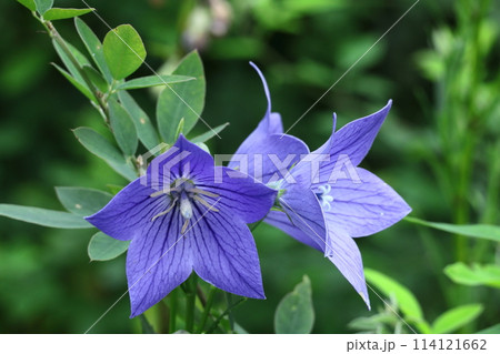 秋の七草の一つの花 秋の七草の一つの花 114121662