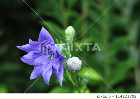 秋の七草の一つの花 秋の七草の一つの花 114121702