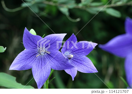 秋の七草の一つの花 秋の七草の一つの花 114121707