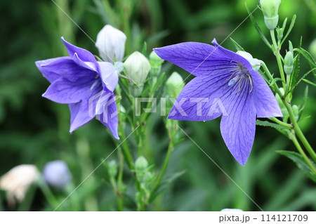 秋の七草の一つの花 114121709