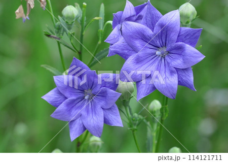 秋の七草の一つの花 秋の七草の一つの花 114121711