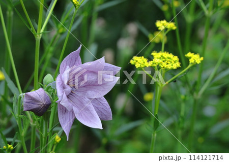 秋の七草の一つの花 114121714