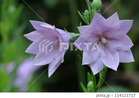 秋の七草の一つの花 114121717