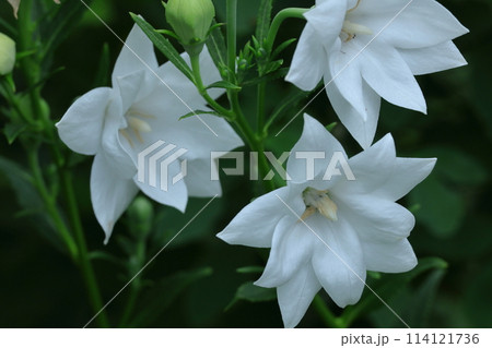 秋の七草の一つの花 114121736