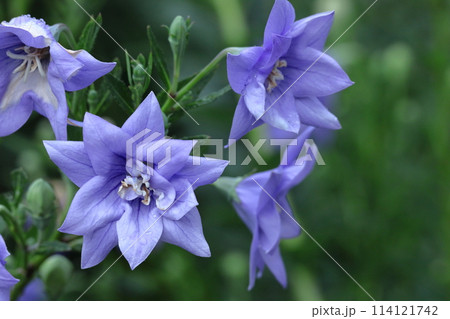 秋の七草の一つの花 秋の七草の一つの花 114121742