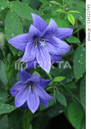秋の七草の一つの花 秋の七草の一つの花 114121743