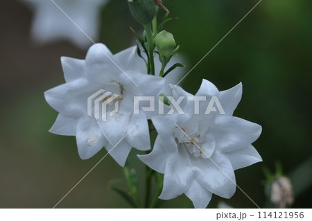 秋の七草の一つの花 秋の七草の一つの花 114121956