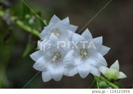 秋の七草の一つの花 114121959