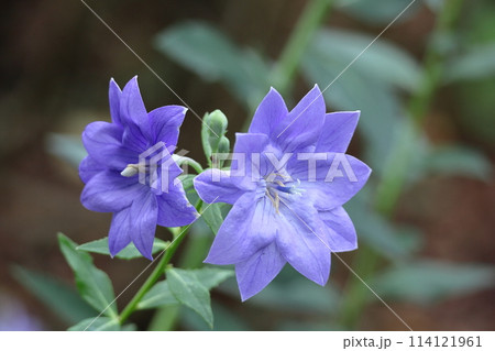 秋の七草の一つの花 114121961