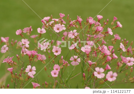 ピンク色のカスミソウの花 114122177