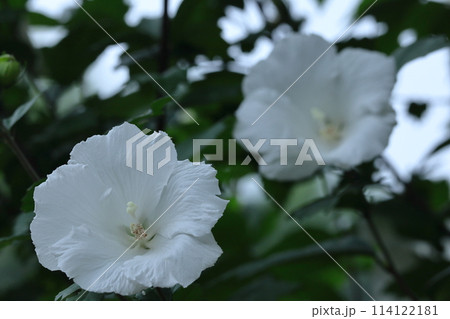 夏の茶室を彩る 114122181