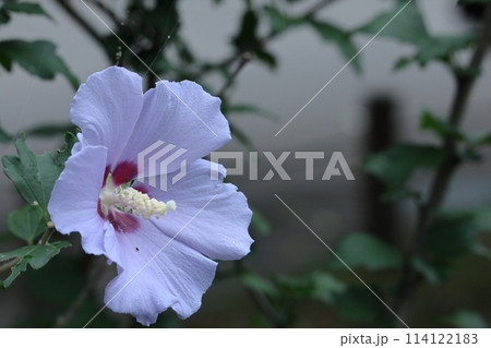 夏の茶室を彩る 114122183