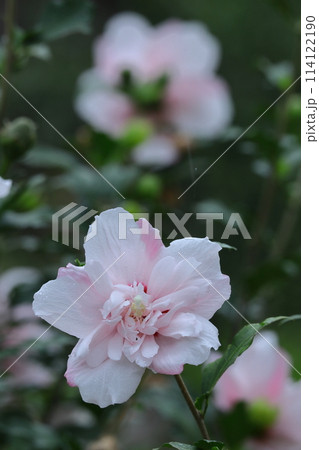 夏の茶室を彩る 114122190