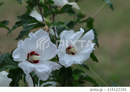 夏の茶室を彩る 114122191