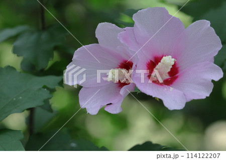 夏の茶室を彩る 114122207