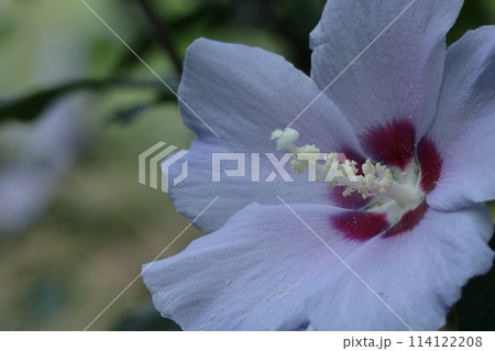夏の茶室を彩る 114122208