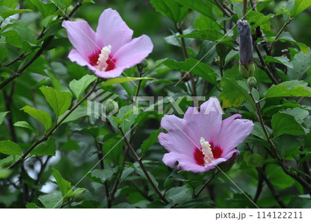 夏の茶室を彩る 夏の茶室を彩る 114122211