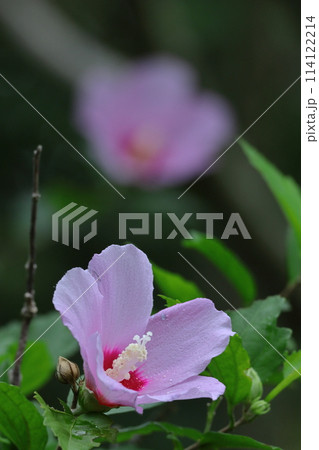 夏の茶室を彩る 114122214