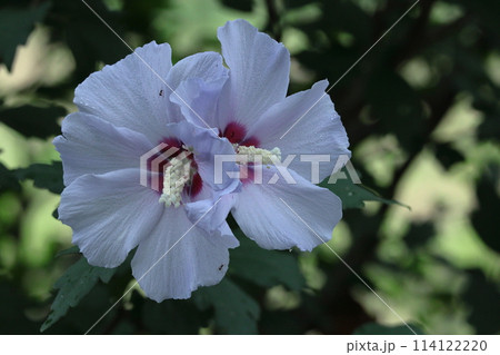 夏の茶室を彩る 114122220