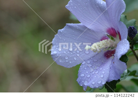 夏の茶室を彩る 夏の茶室を彩る 114122242