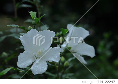 夏の茶室を彩る 114122247