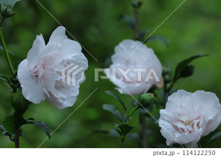 夏の茶室を彩る 夏の茶室を彩る 114122250