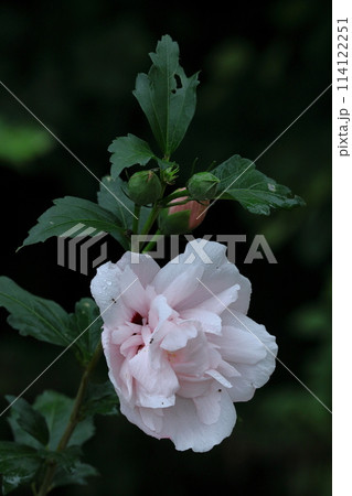 夏の茶室を彩る 夏の茶室を彩る 114122251