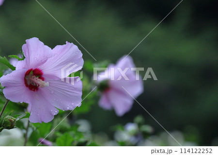 夏の茶室を彩る 夏の茶室を彩る 114122252